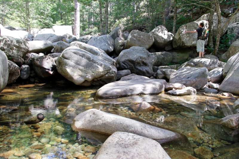 Aiton forest, Corsica France 1.jpg